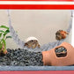 Lizards hammock  Hermit Crab Hammock Climber Lizard Lounger Climbing Swing Hermit Crab Climbing Jute Rope Ladder Reptile Toys