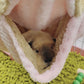 Glider Double Pile Hammock Guinea Pig Flower Branch Mouse Squirrel Autumn Winter Warm Hammock Jumping Pet Hanging Nest Bed